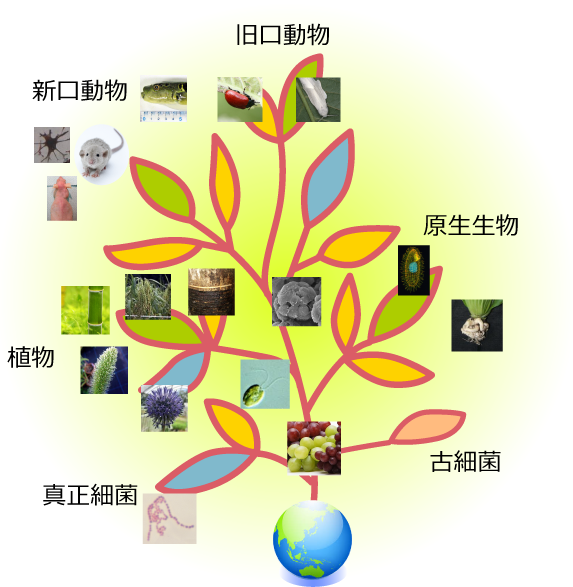 生命科学科