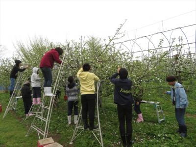 晴天下のリンゴの摘花（4月17日b班）