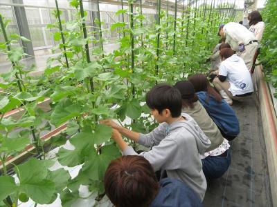 メロン管理（5月8日）　あっという間に大きく生長