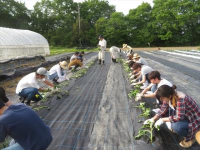 サツマイモ苗の定植（5月15日）