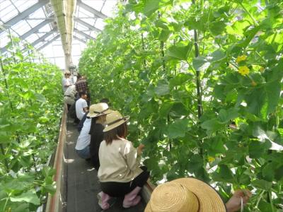 メロン管理（5月15日）　さらに大きく生長