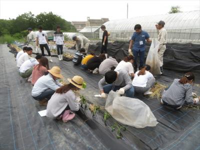 サツマイモ苗の定植ｂ班（５月22日）