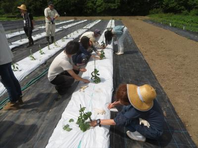 ５月15日野菜苗管理