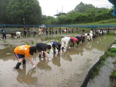 水稲の田植え（5月29日a班）