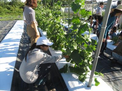 野菜の収穫（6月12日a班）　