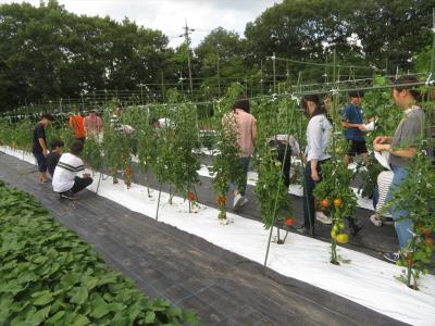 野菜の収穫