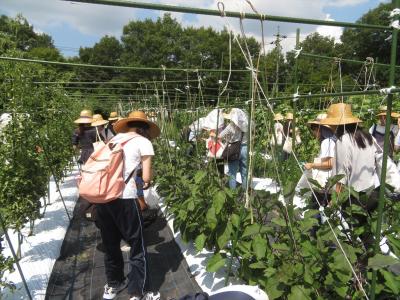 野菜の収穫体験