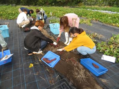 サツマイモの収穫調査　茎葉重測定　