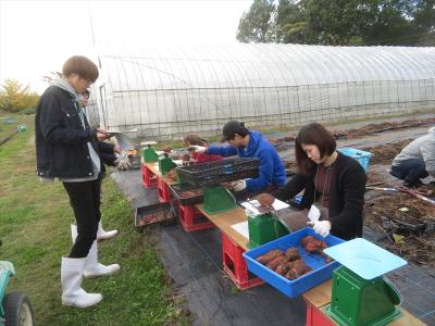 サツマイモ収穫調査　重量測定