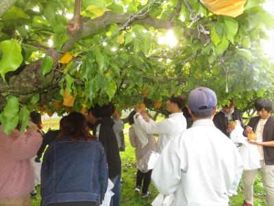 新興梨の収穫
