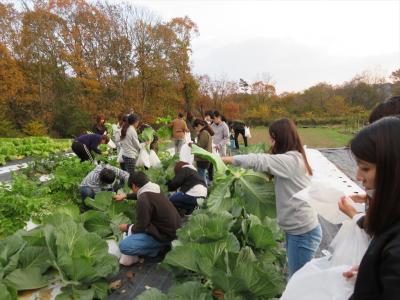 秋野菜の収穫