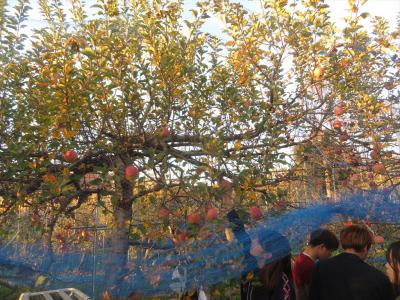 りんご　ふじの収穫