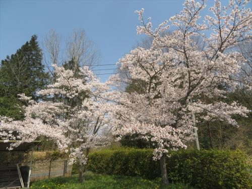 4月８日桜