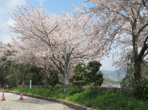 三原キャンパスの桜（4月はじめに撮影）