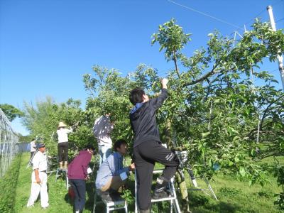 リンゴ摘果（5月7日）