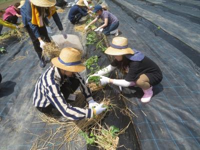 サツマイモ苗の定植（5月21日）