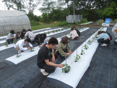 野菜苗管理