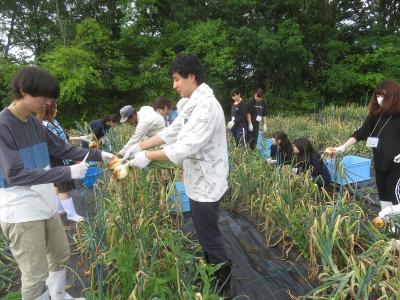 タマネギの収穫