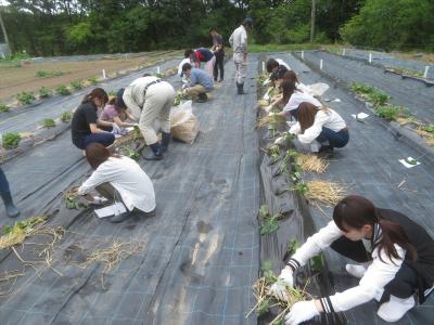 サツマイモ苗定植ｂ班（6月11日）