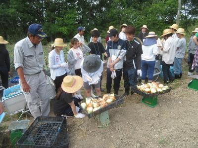 タマネギの収穫