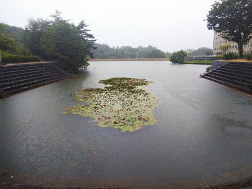 梅雨入り1