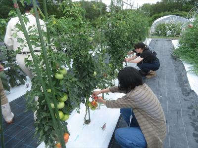 野菜の収穫