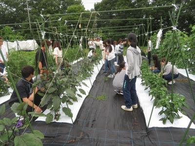 野菜の収穫