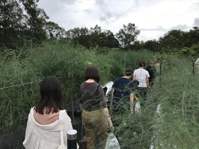 アスパラガス栽培　夏採りホワイトアスパラガス（甲村研究室）