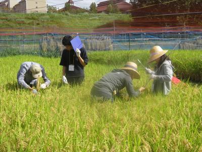 稲刈り　生育調査　a班