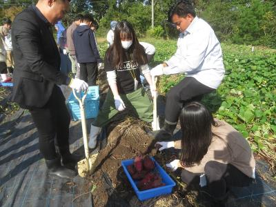 サツマイモの収穫調査　茎葉重測定　