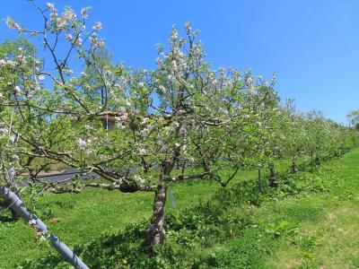 リンゴつがるの花　（5月8日）