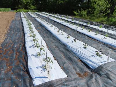 野菜定植（5月22日）