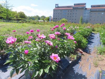 シャクヤク開花