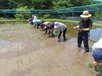 水稲田植え（5月28日）