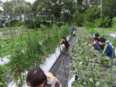 野菜の収穫