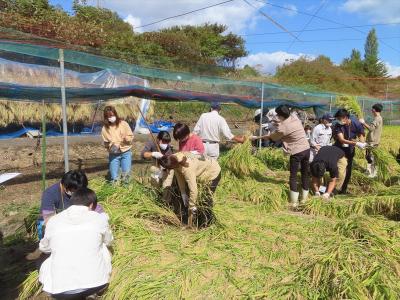 水稲　稲刈り