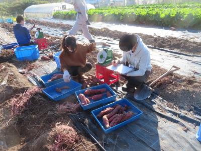 芋重量調査