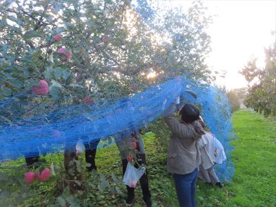 リンゴ収穫調査