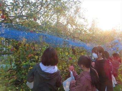 リンゴ収穫2