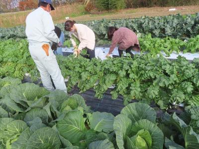 野菜の収穫