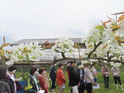 ナシの摘花