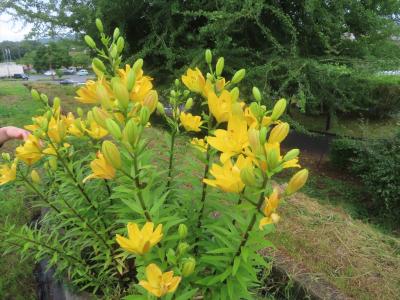 花粉の出ないユリ