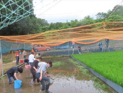 水田除草