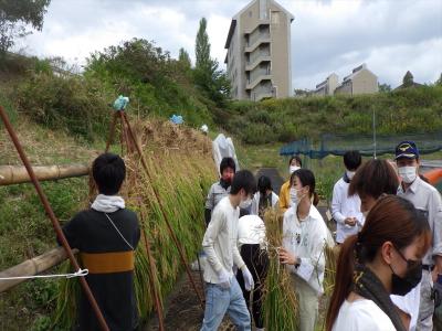 はぜ干し