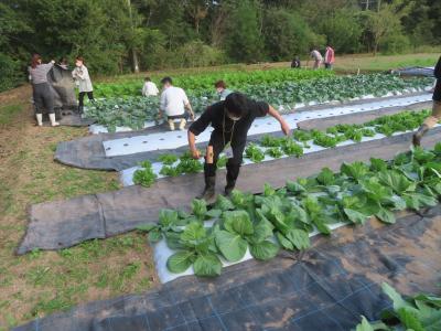 野菜圃場の防草シート