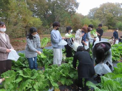 野菜