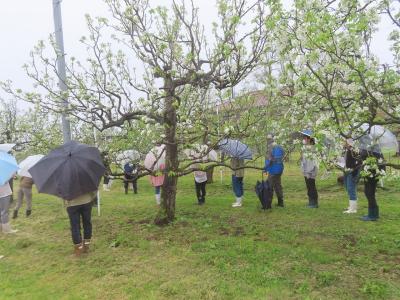 雨の果樹