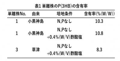 図青島