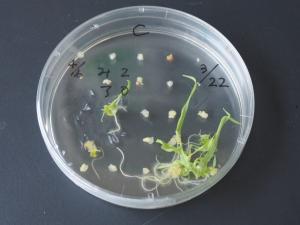 コムギの葯培養からの再分化