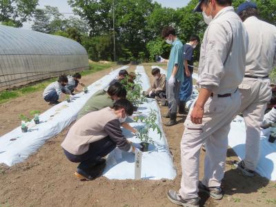 野菜苗